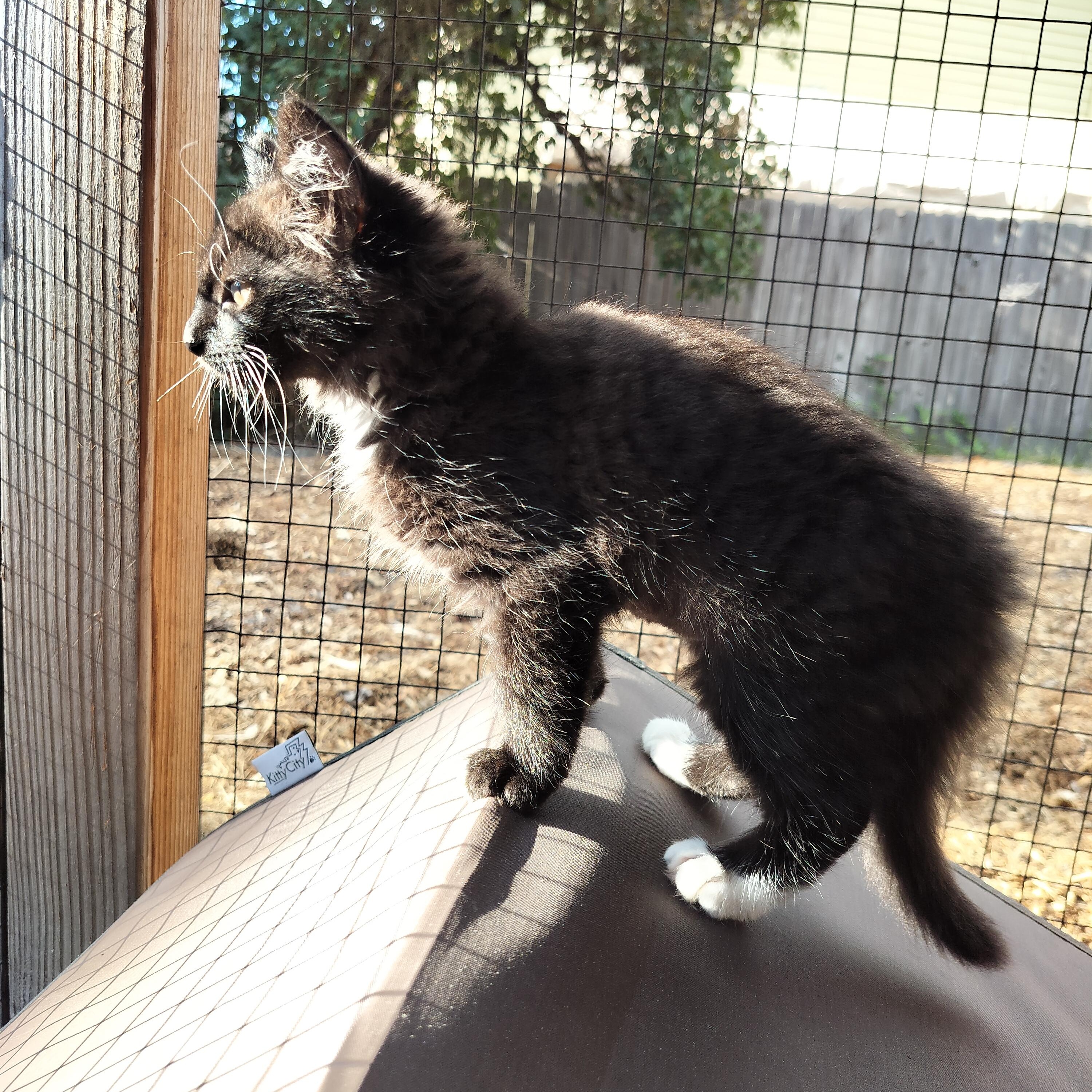 Helen Hunt, an adopted Domestic Long Hair in Portland, OR image 5/5