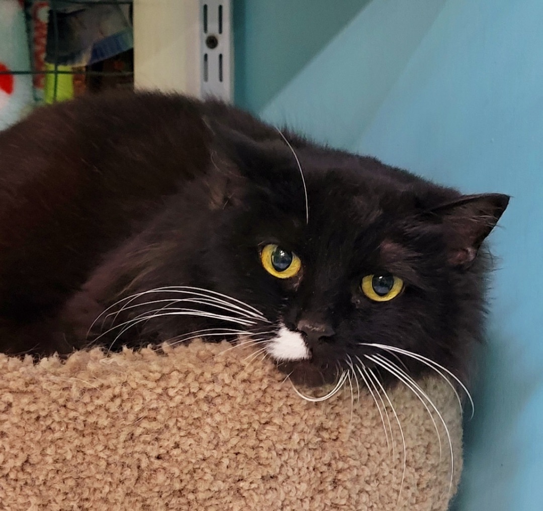 Franklin , a Adoptable Tuxedo in Fairbanks, AK image 1/4