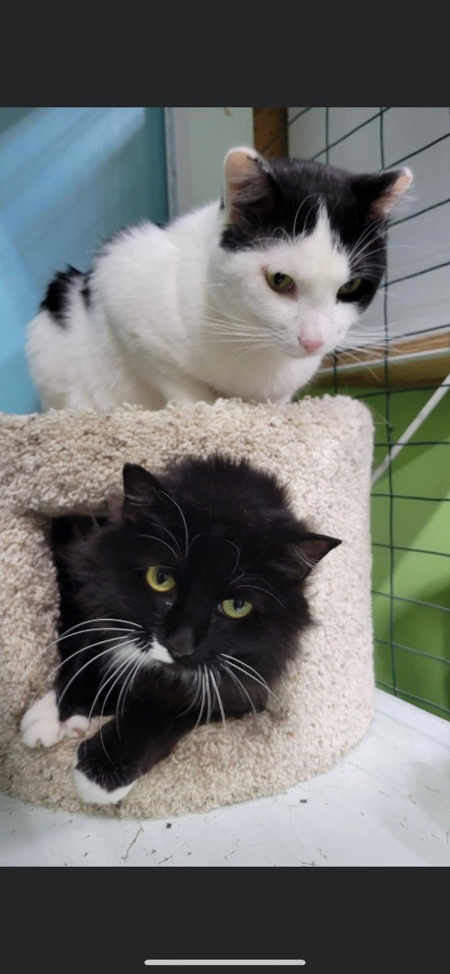 Franklin , a Adoptable Tuxedo in Fairbanks, AK image 2/4