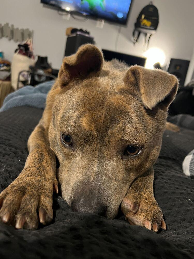 Johnny, Adoptable, Young Male Mixed Breed.