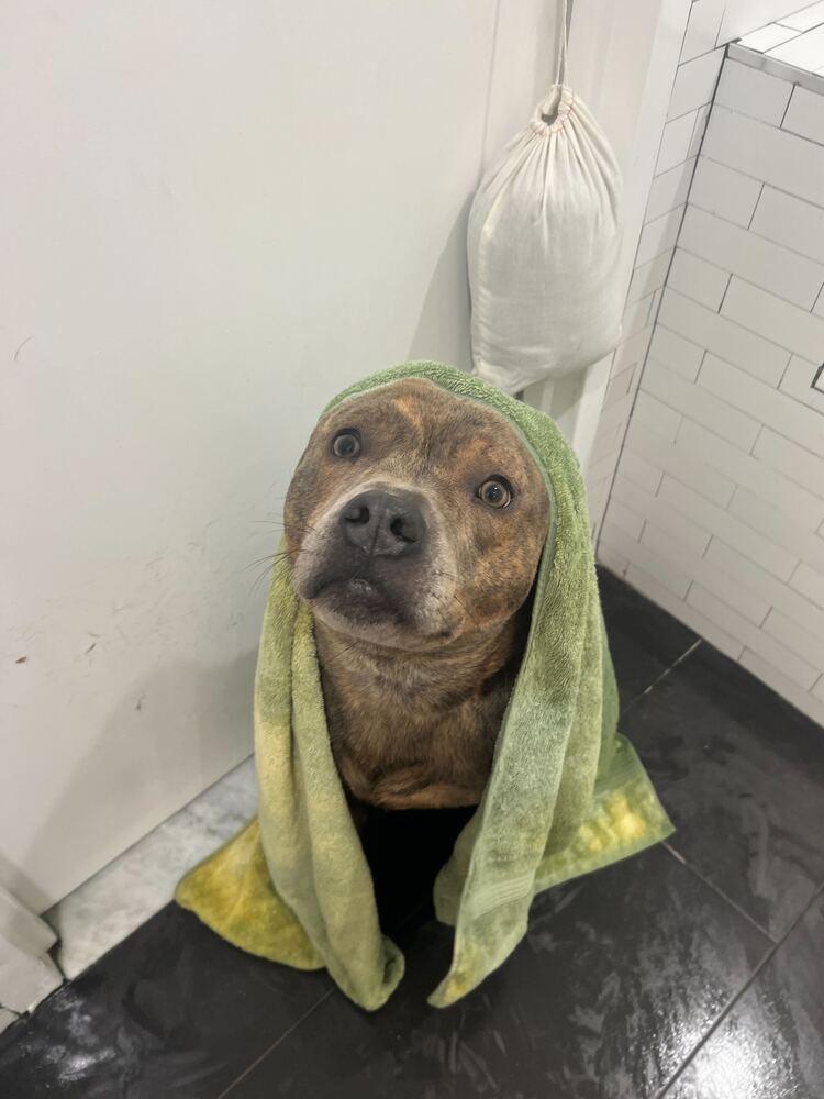 Jonny, Adoptable, Young Male Mixed Breed.