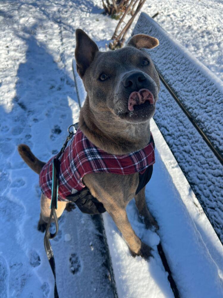 Jonny, Adoptable, Young Male Mixed Breed.
