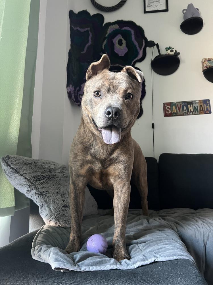 Enlarge Jonny, a Adoptable mixed breed in New York, NY image 1/6