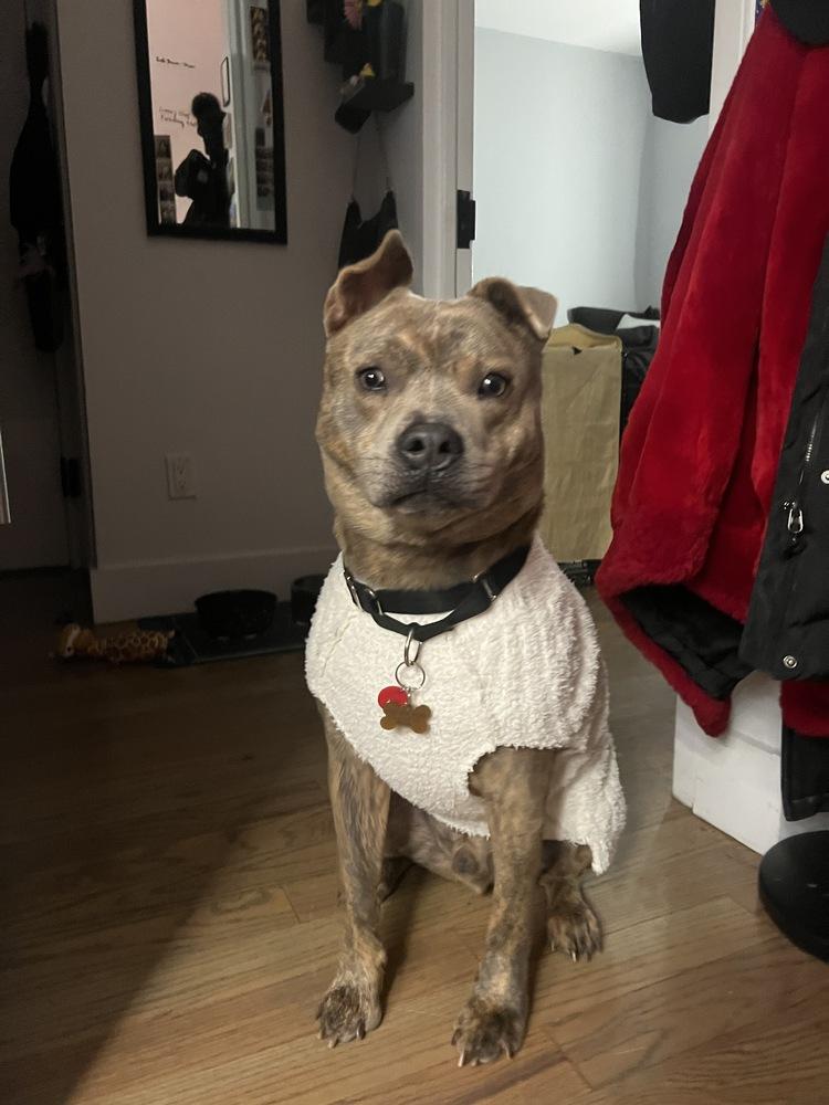 Enlarge Jonny, a Adoptable mixed breed in New York, NY image 2/6