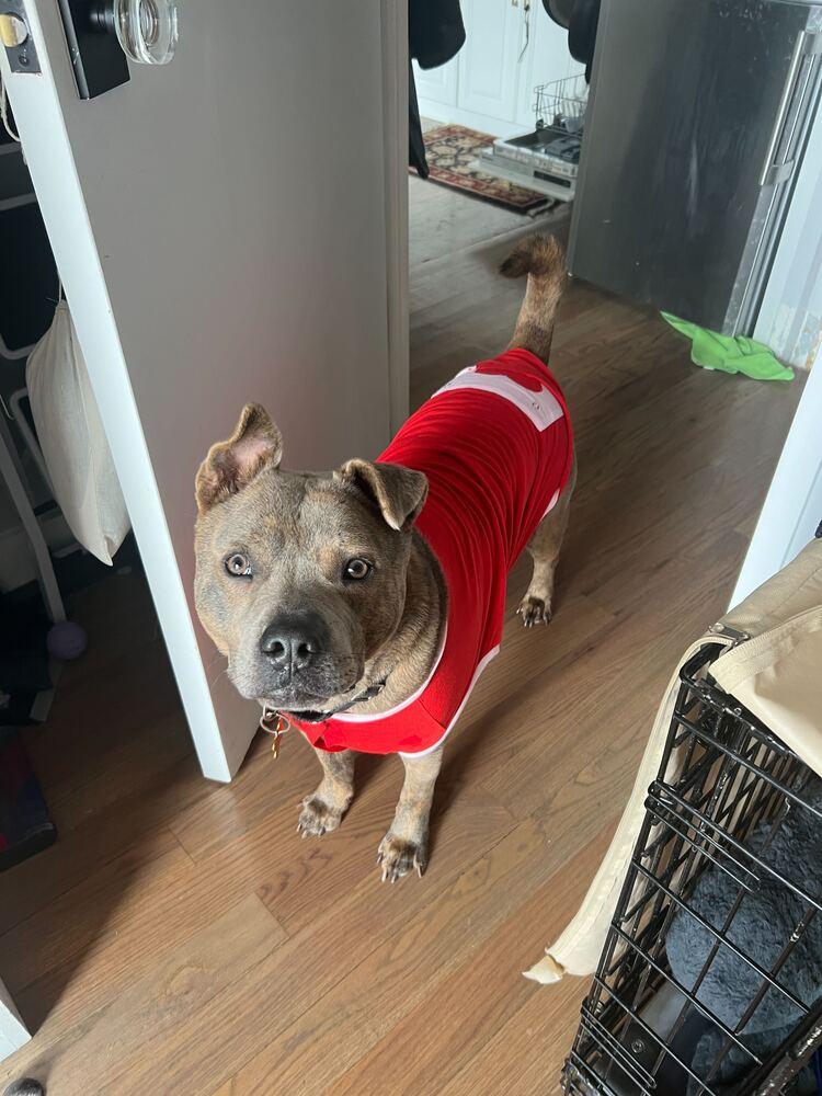 Enlarge Jonny, a Adoptable mixed breed in New York, NY image 2/6