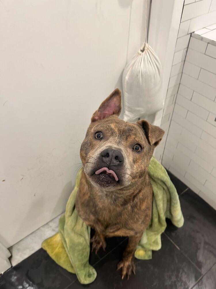 Enlarge Johnny, a Adoptable mixed breed in New York, NY image 3/6