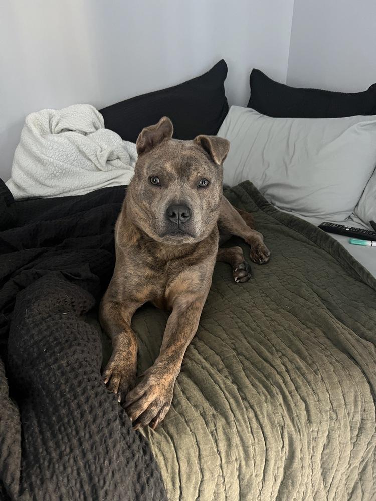 Enlarge Johnny, a Adoptable mixed breed in New York, NY image 4/6