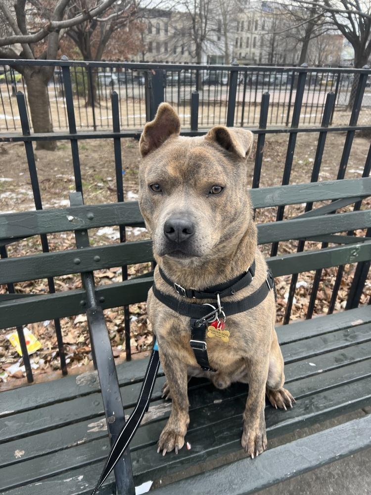 Enlarge Johnny, a Adoptable mixed breed in New York, NY image 5/6
