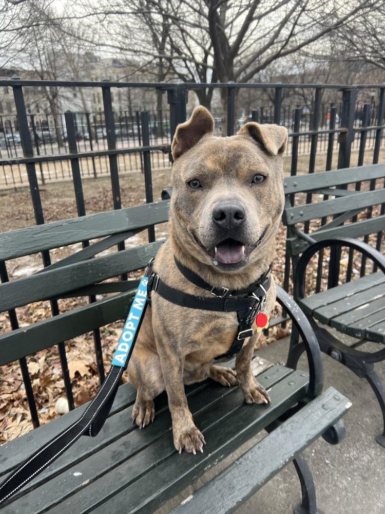 Enlarge Johnny, a Adoptable mixed breed in New York, NY image 6/6