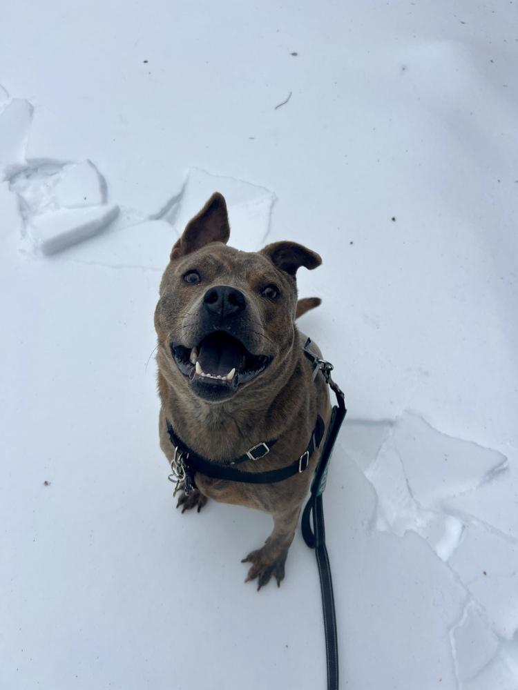 Enlarge Jonny, a Adoptable mixed breed in New York, NY image 3/6