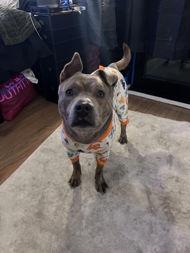 Enlarge Jonny, a Adoptable mixed breed in New York, NY image 4/6