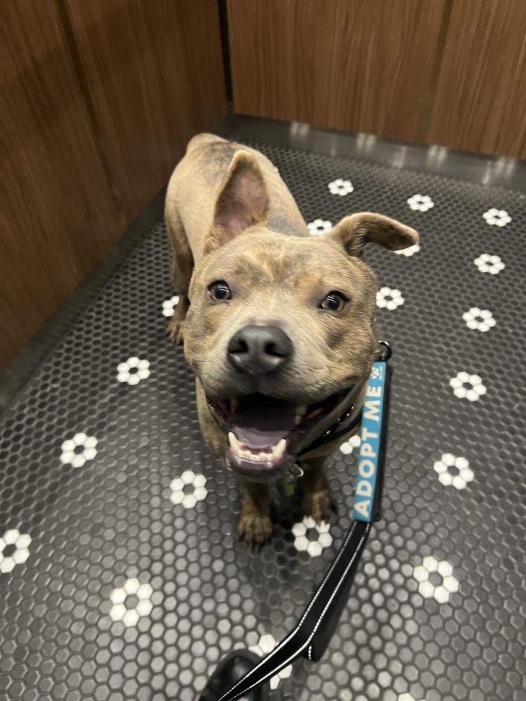 Enlarge Jonny, a Adoptable mixed breed in New York, NY image 6/6