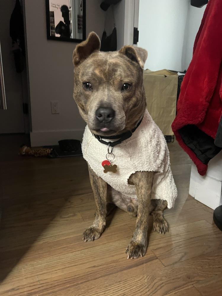 Enlarge Jonny, a Adoptable mixed breed in New York, NY image 6/6