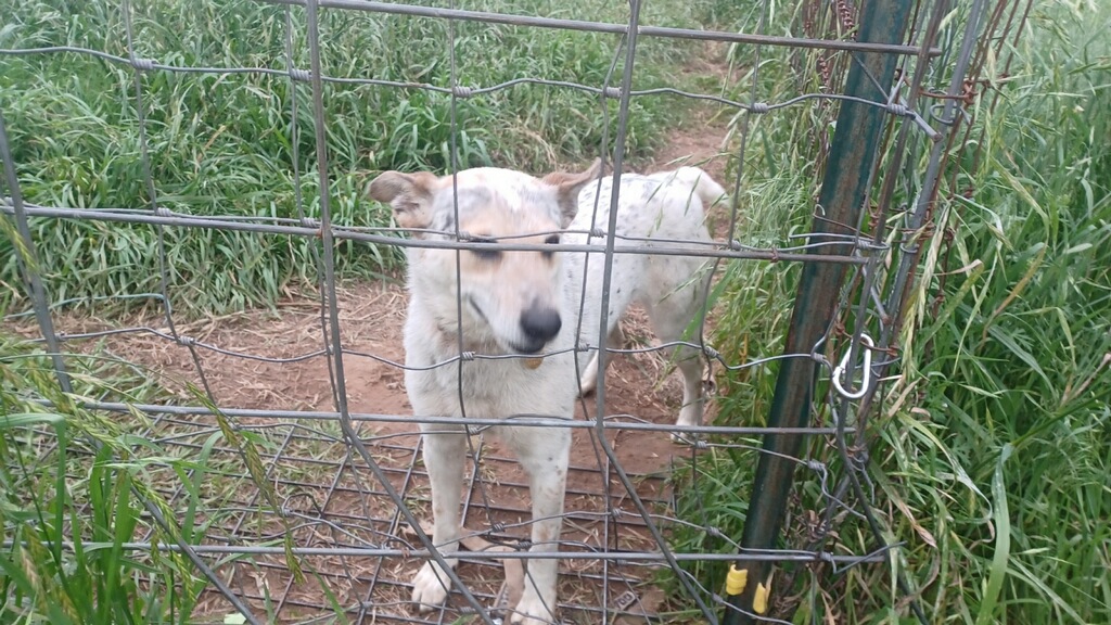 Enlarge Momma and Dessie (Courtesy Listing), a Adoptable Australian Cattle Dog / Blue Heeler in Weatherford, TX image 2/4