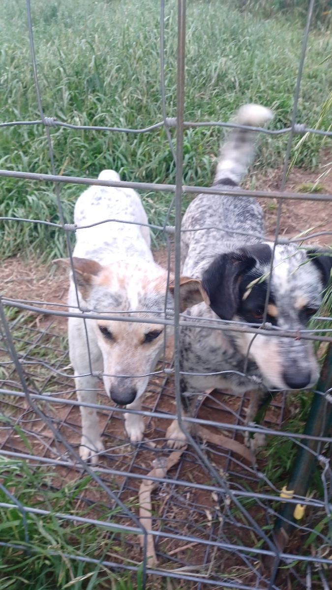 Enlarge Momma and Dessie (Courtesy Listing), a Adoptable Australian Cattle Dog / Blue Heeler in Weatherford, TX image 1/4