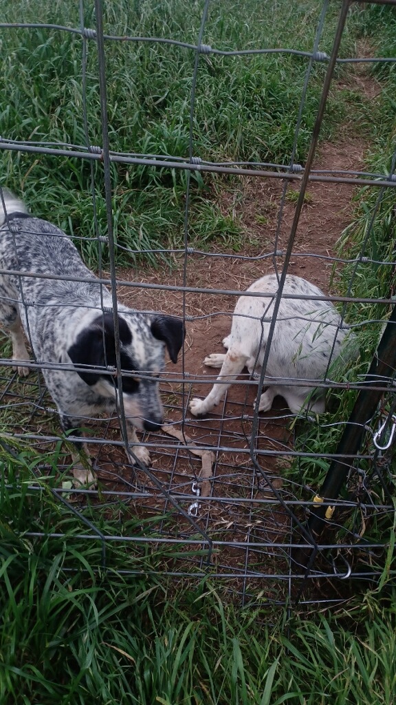 Enlarge Momma and Dessie (Courtesy Listing), a Adoptable Australian Cattle Dog / Blue Heeler in Weatherford, TX image 3/4