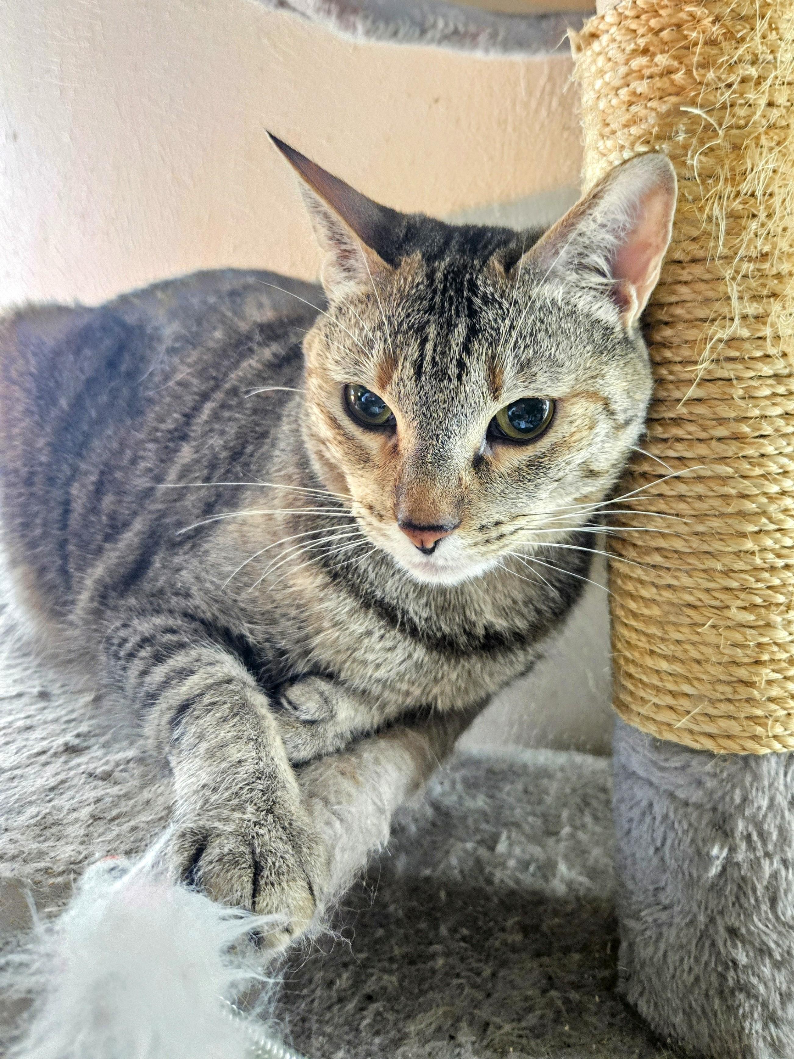 Echo, Adoptable, Adult Female Domestic Short Hair.