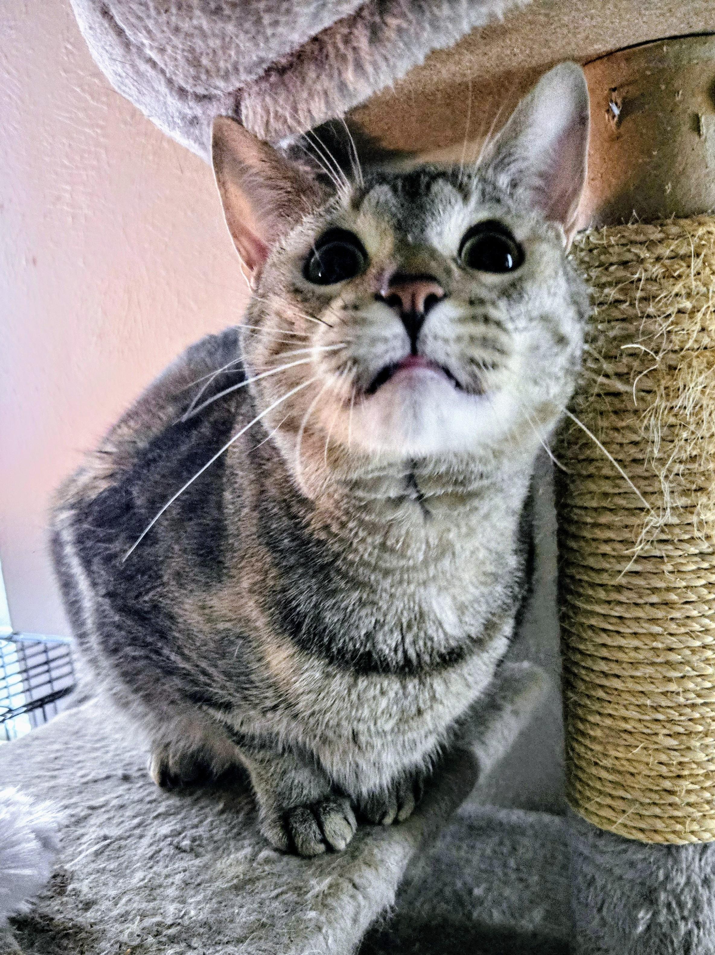 Echo, Adoptable, Adult Female Domestic Short Hair.