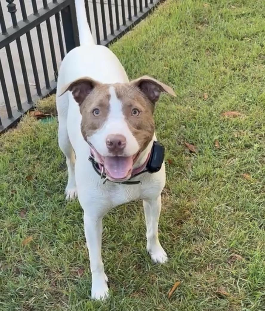 Opal, ADOPTABLE, Young Female Jack Russell Terrier & Bull Terrier.