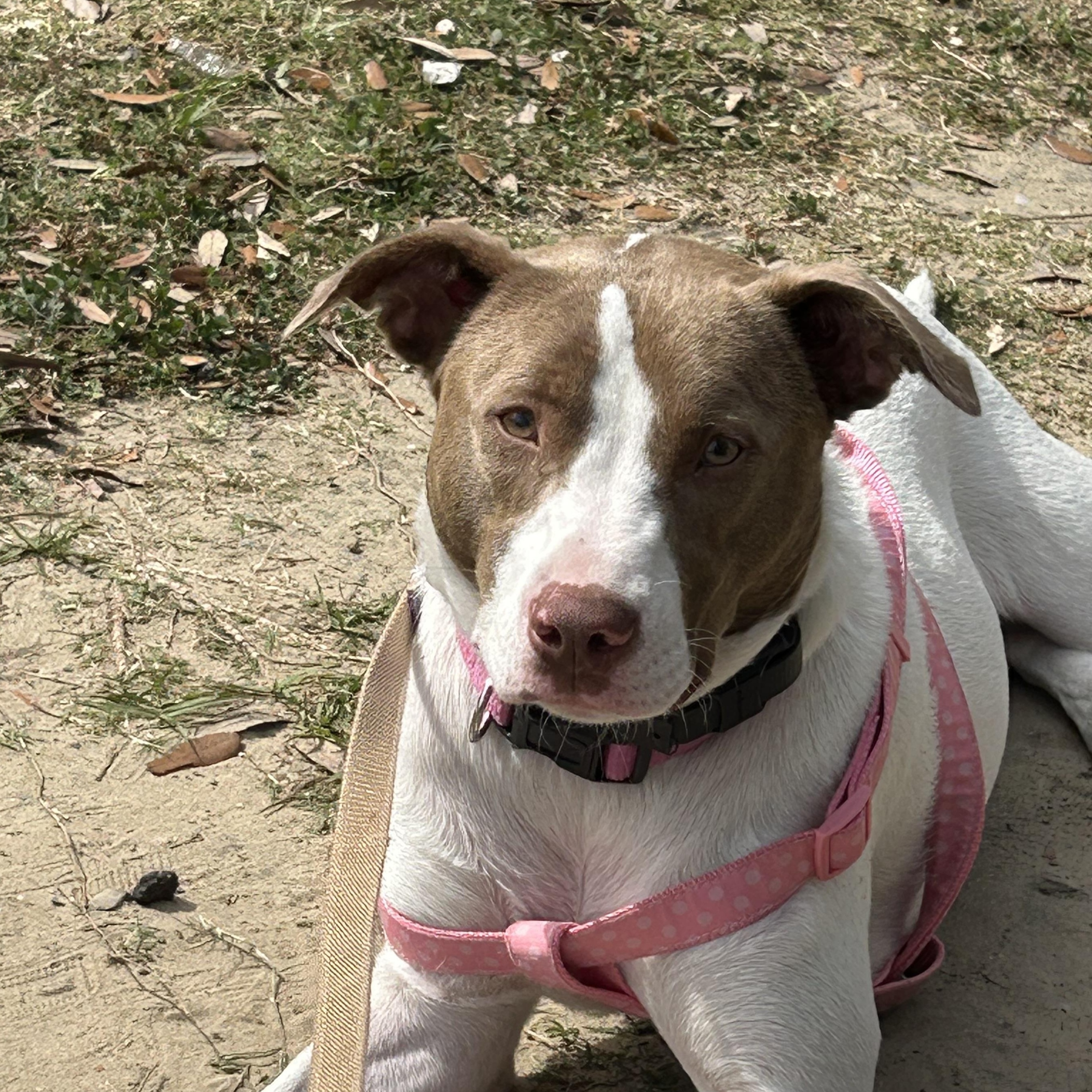 Opal, a ADOPTABLE mixed breed in Mobile, AL image 5/5