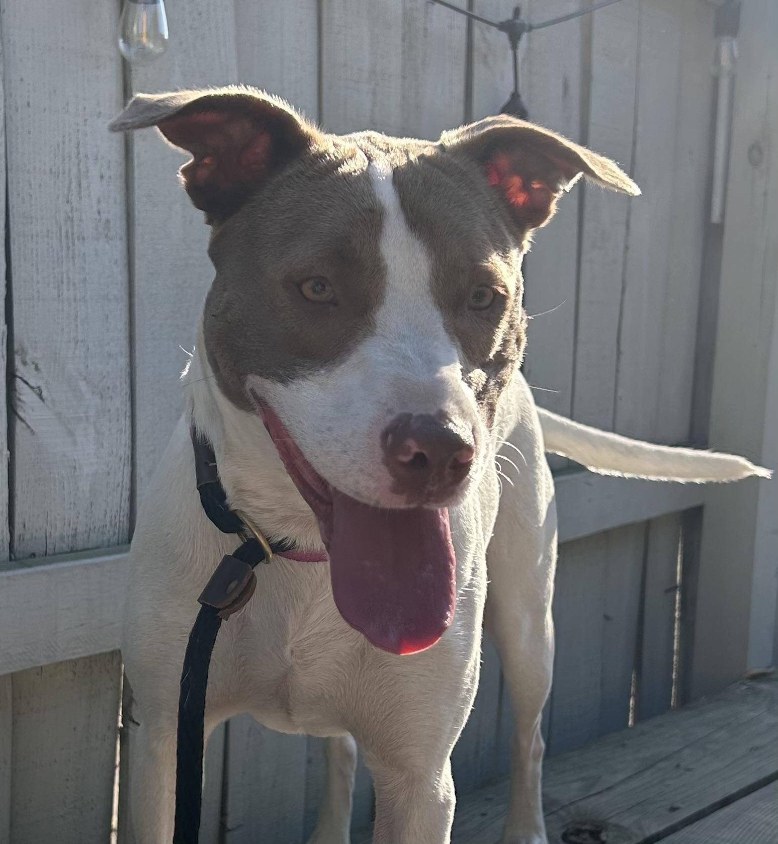 Opal, a ADOPTABLE mixed breed in Mobile, AL image 3/5