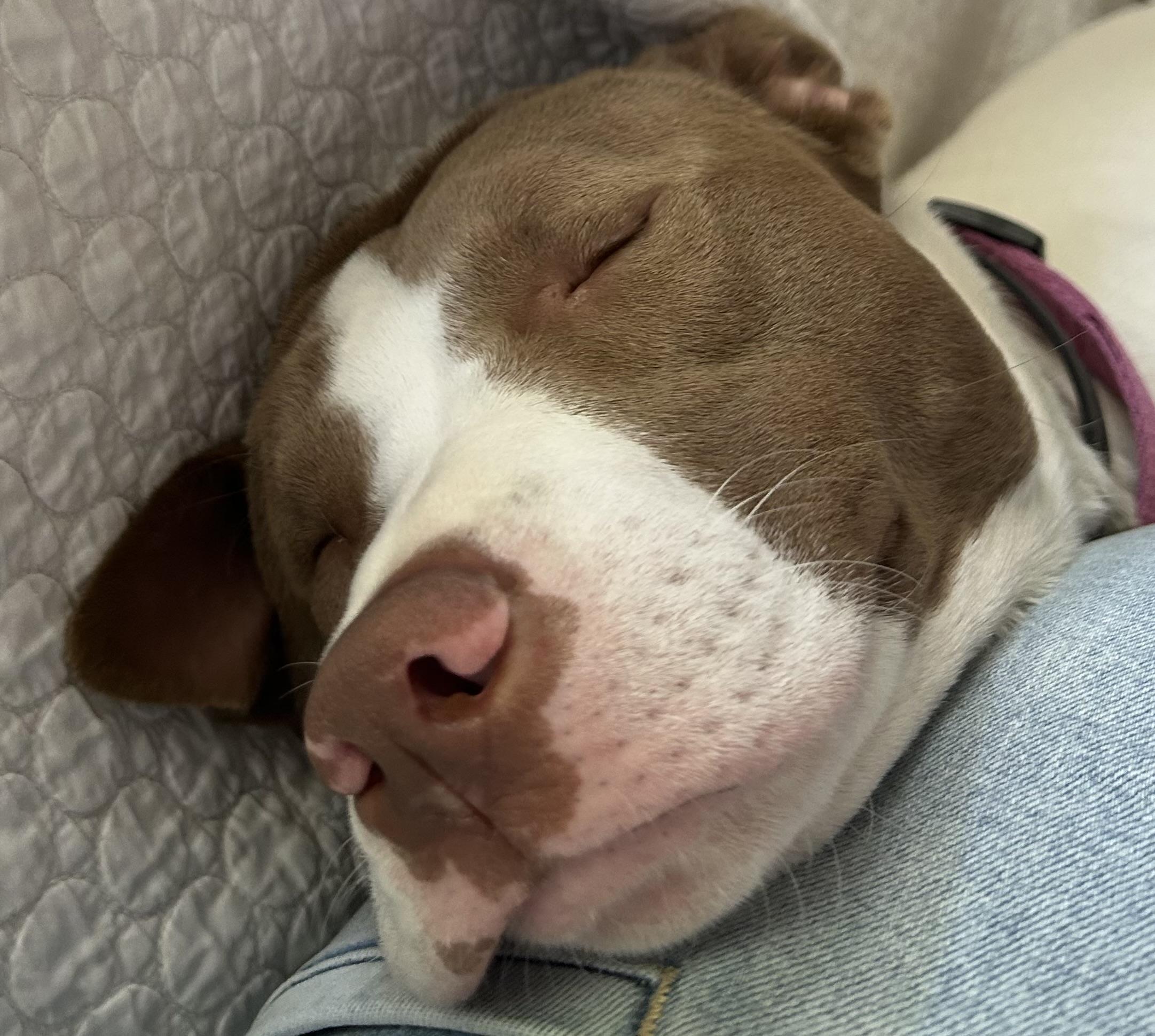 Opal, a ADOPTABLE mixed breed in Mobile, AL image 4/5