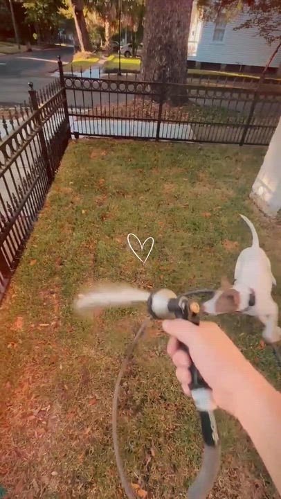 Enlarge Opal, a ADOPTABLE mixed breed in Mobile, AL video 2/5