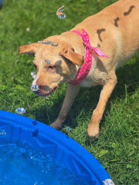 Biscotti *In Prison Program*, a Adoptable mixed breed in Honesdale, PA image 3/4