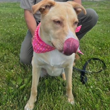 Biscotti *In Prison Program*, a Adoptable mixed breed in Honesdale, PA image 1/4