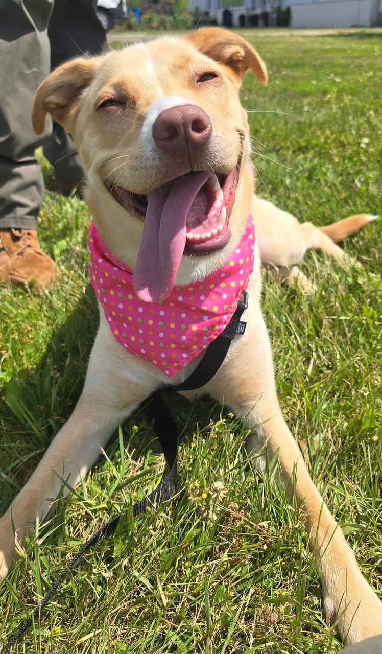 Biscotti *In Prison Program*, a Adoptable mixed breed in Honesdale, PA image 4/4