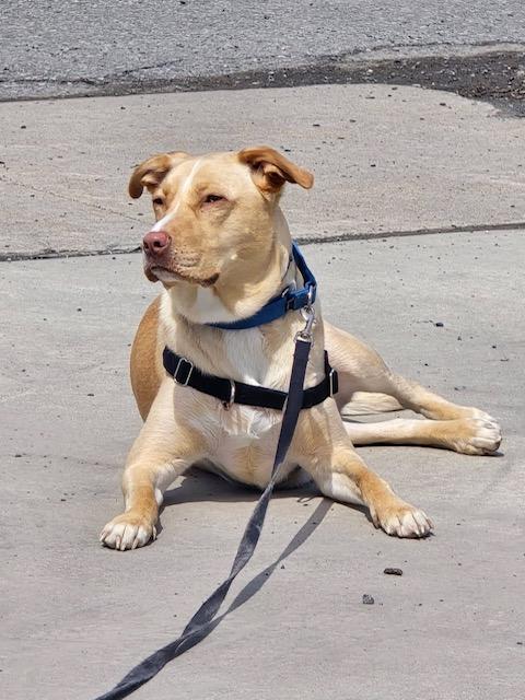 Biscotti *In Prison Program*, Adoptable, Adult Female Pit Bull Terrier.