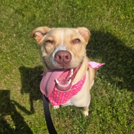 Biscotti *In Prison Program*, a Adoptable mixed breed in Honesdale, PA image 2/4