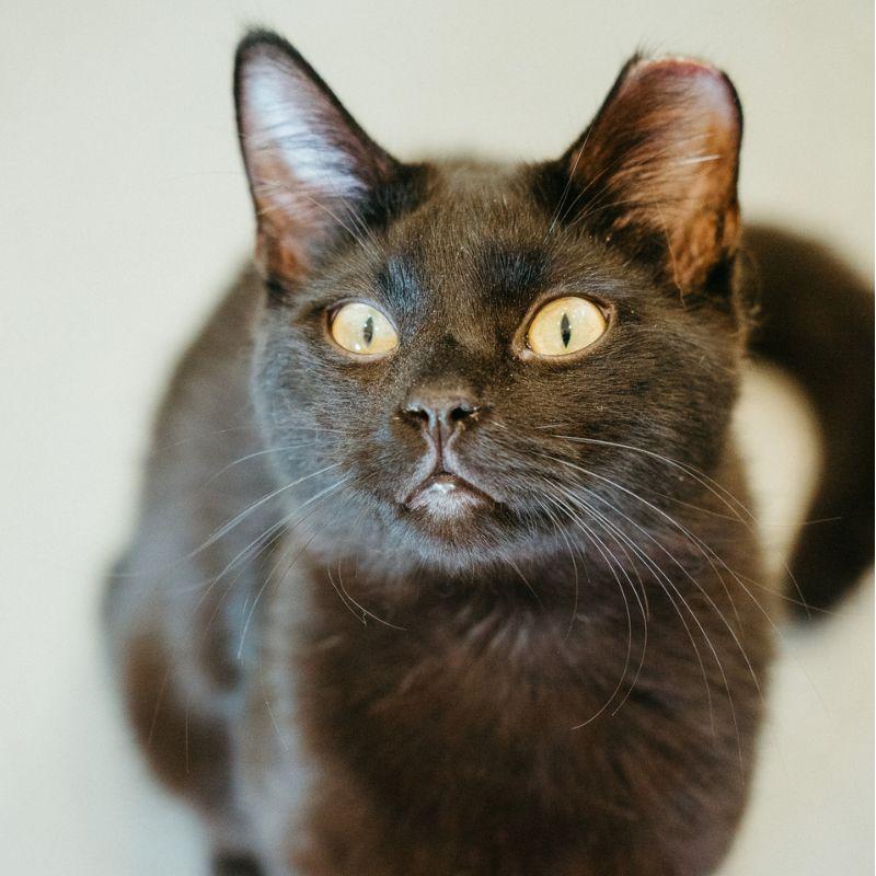 Blueberry, an adopted mixed breed in Jackson, WY image 2/2