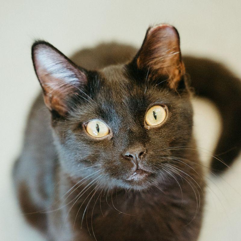 Blueberry, adopted, Young Male Domestic Short Hair.