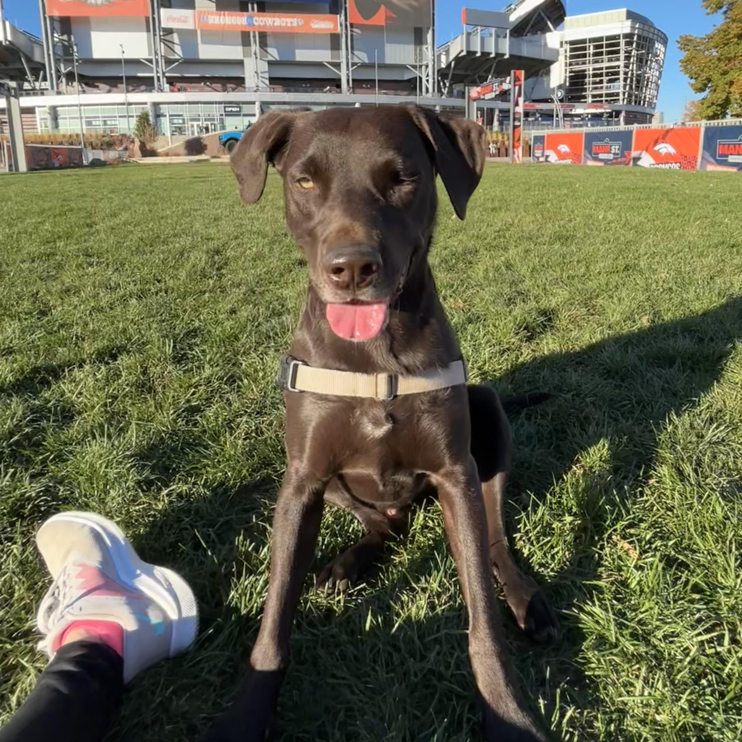 Enlarge Bodhi, an adopted mixed breed in Littleton, CO image 2/5