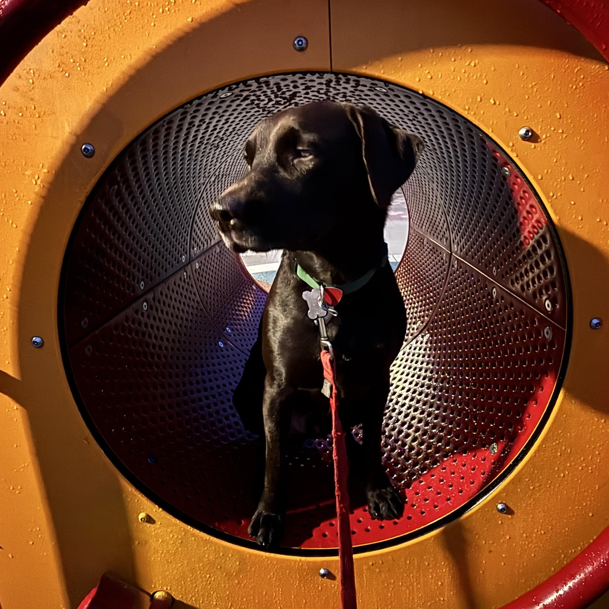 Enlarge Bodhi, an adopted mixed breed in Littleton, CO image 1/5