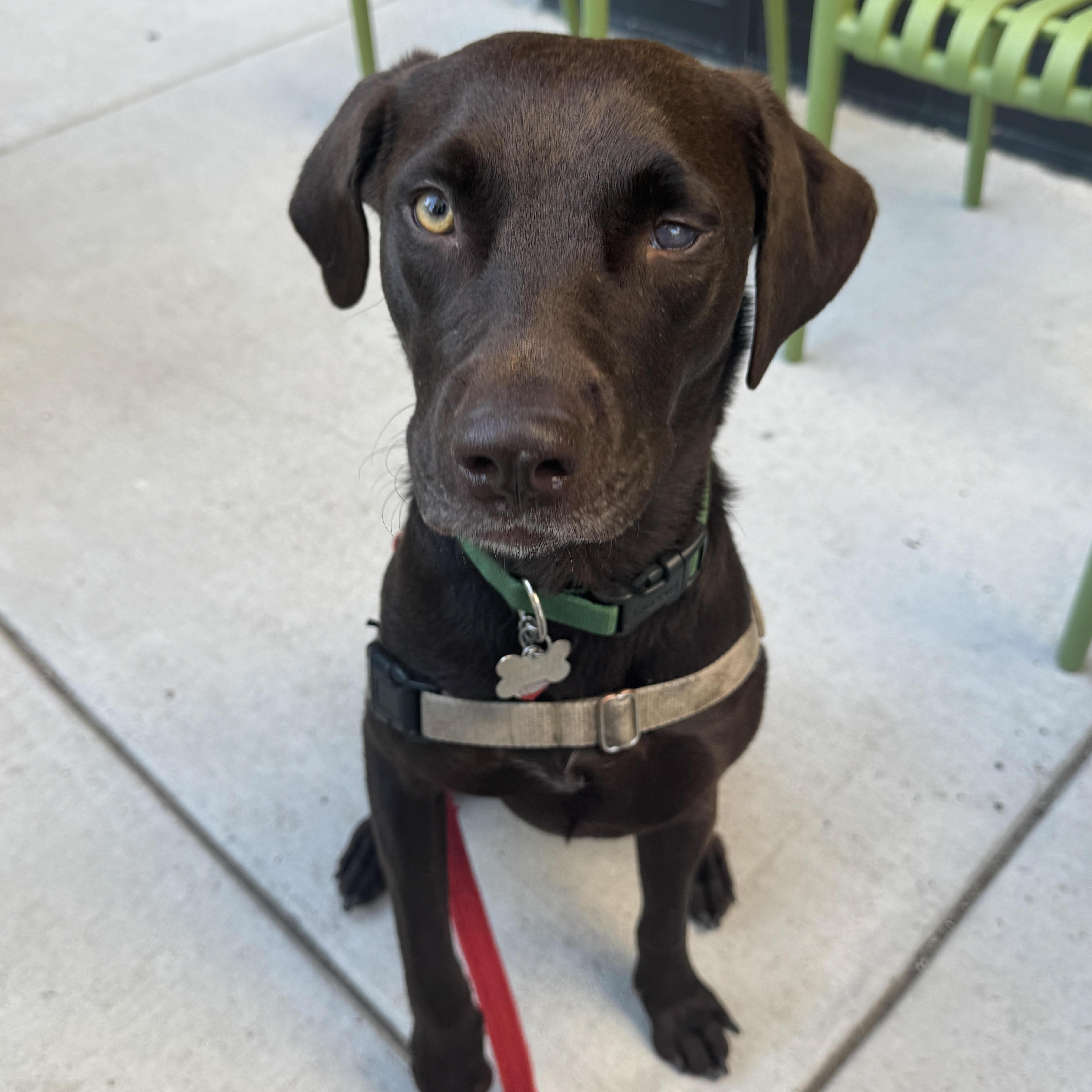 Enlarge Bodhi, an adopted mixed breed in Littleton, CO image 3/5