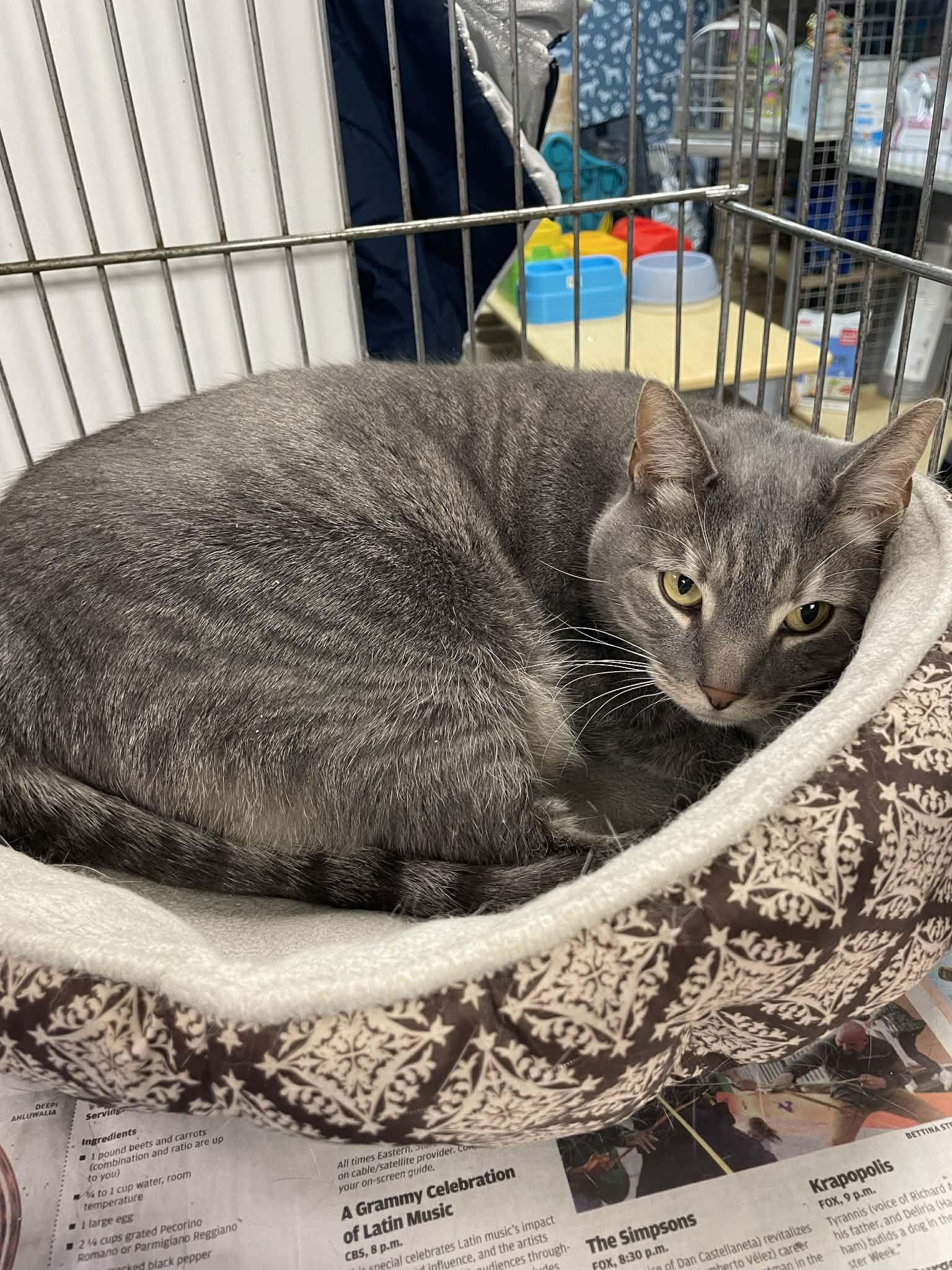 Samantha, ADOPTABLE, Senior Female Domestic Short Hair.