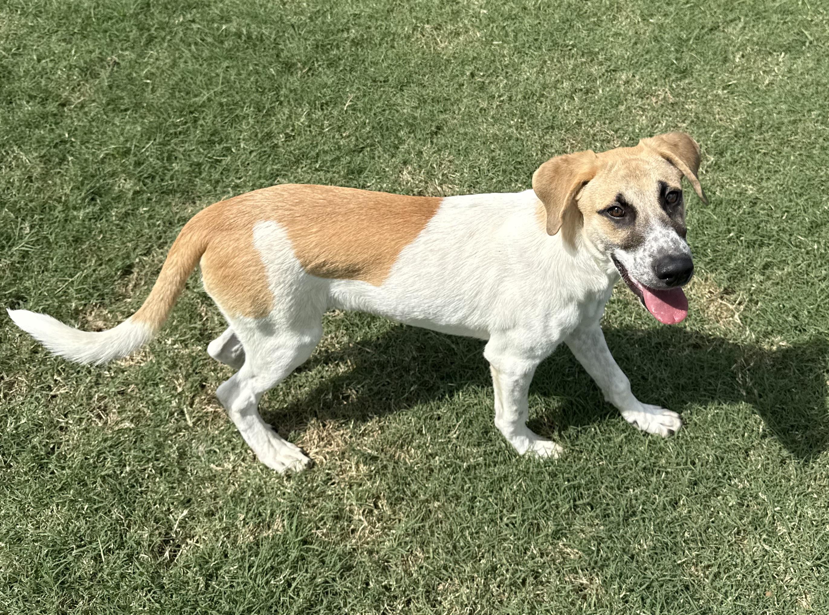 Henry, a Adoptable mixed breed image 5/6