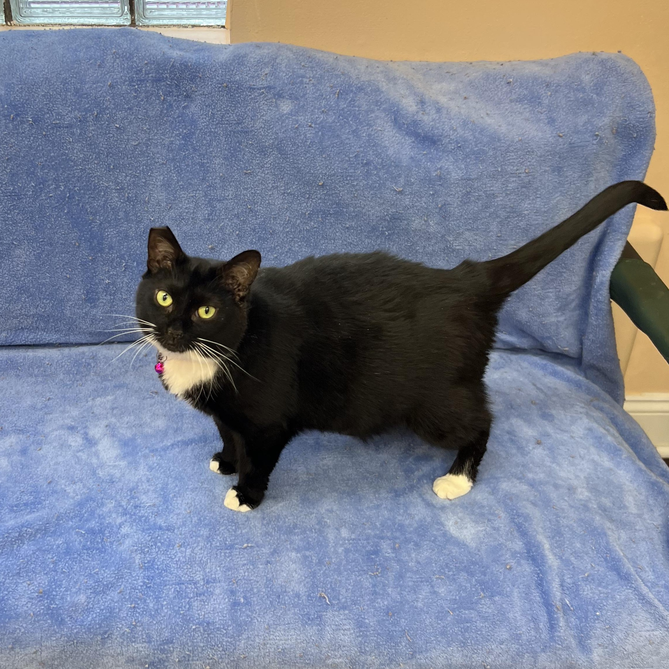 Enlarge Cecelia, a ADOPTABLE Tuxedo in Altoona, PA image 2/5