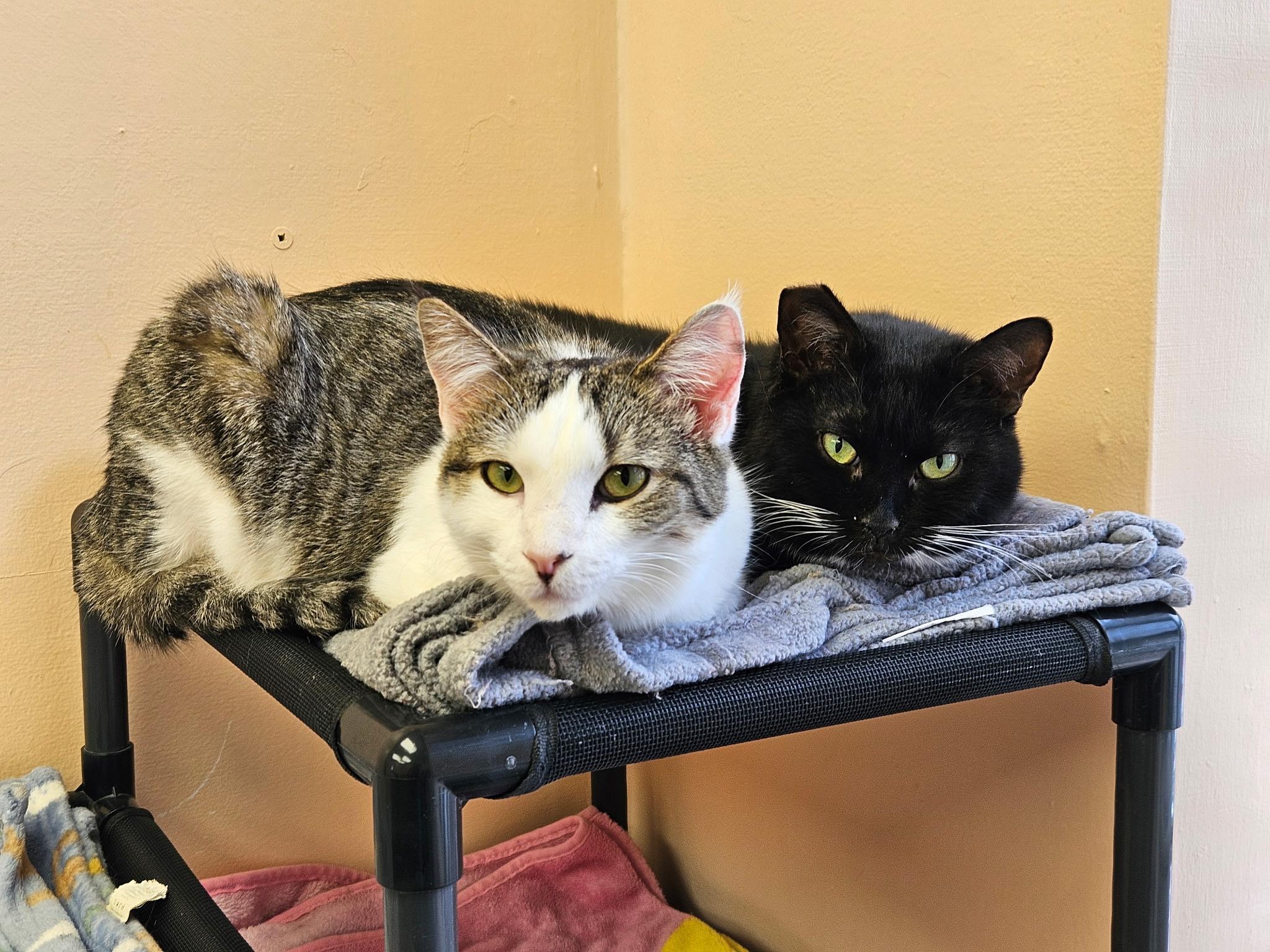 Enlarge Cecelia, a ADOPTABLE Tuxedo in Altoona, PA image 3/5