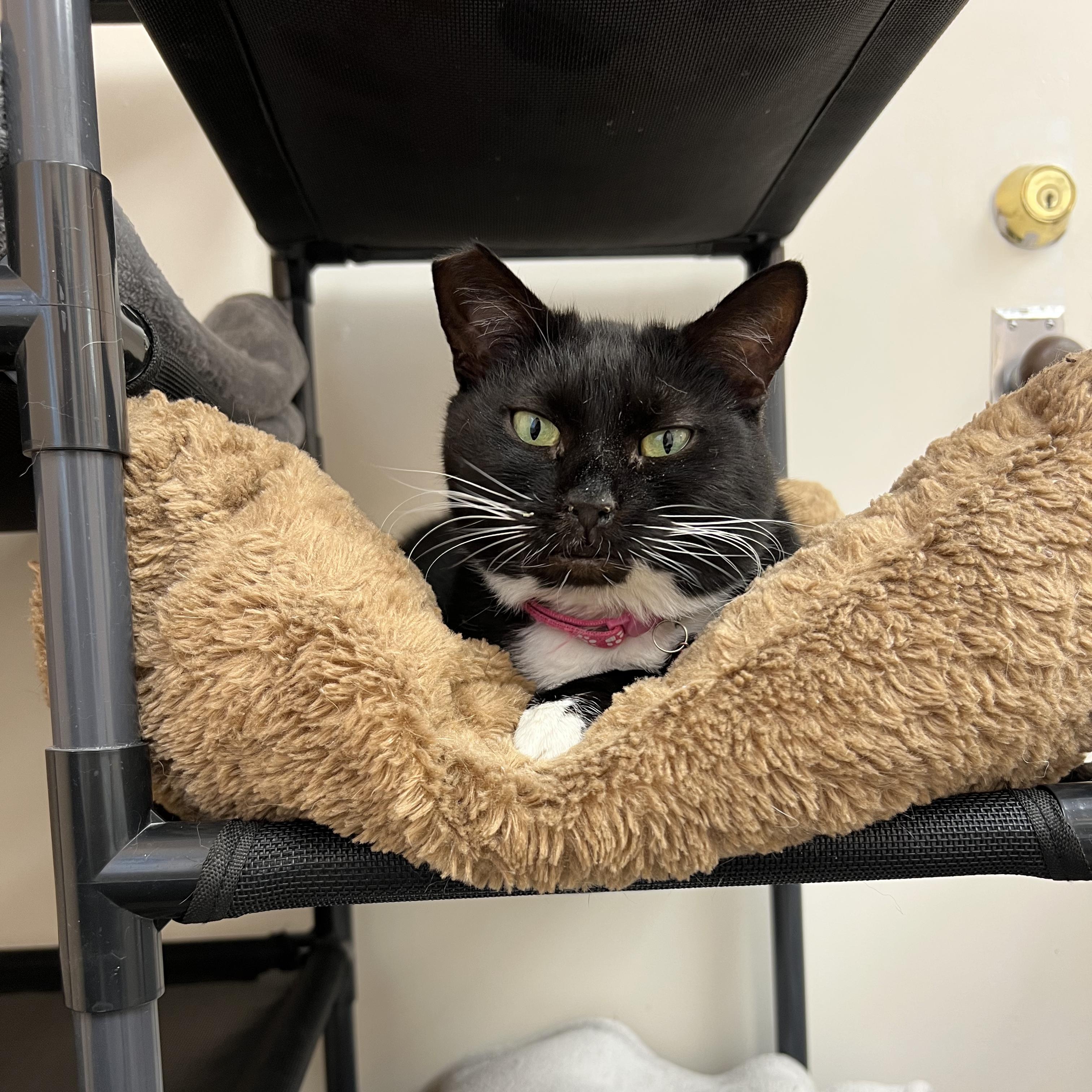 Cecelia, ADOPTABLE, Adult Female Tuxedo.