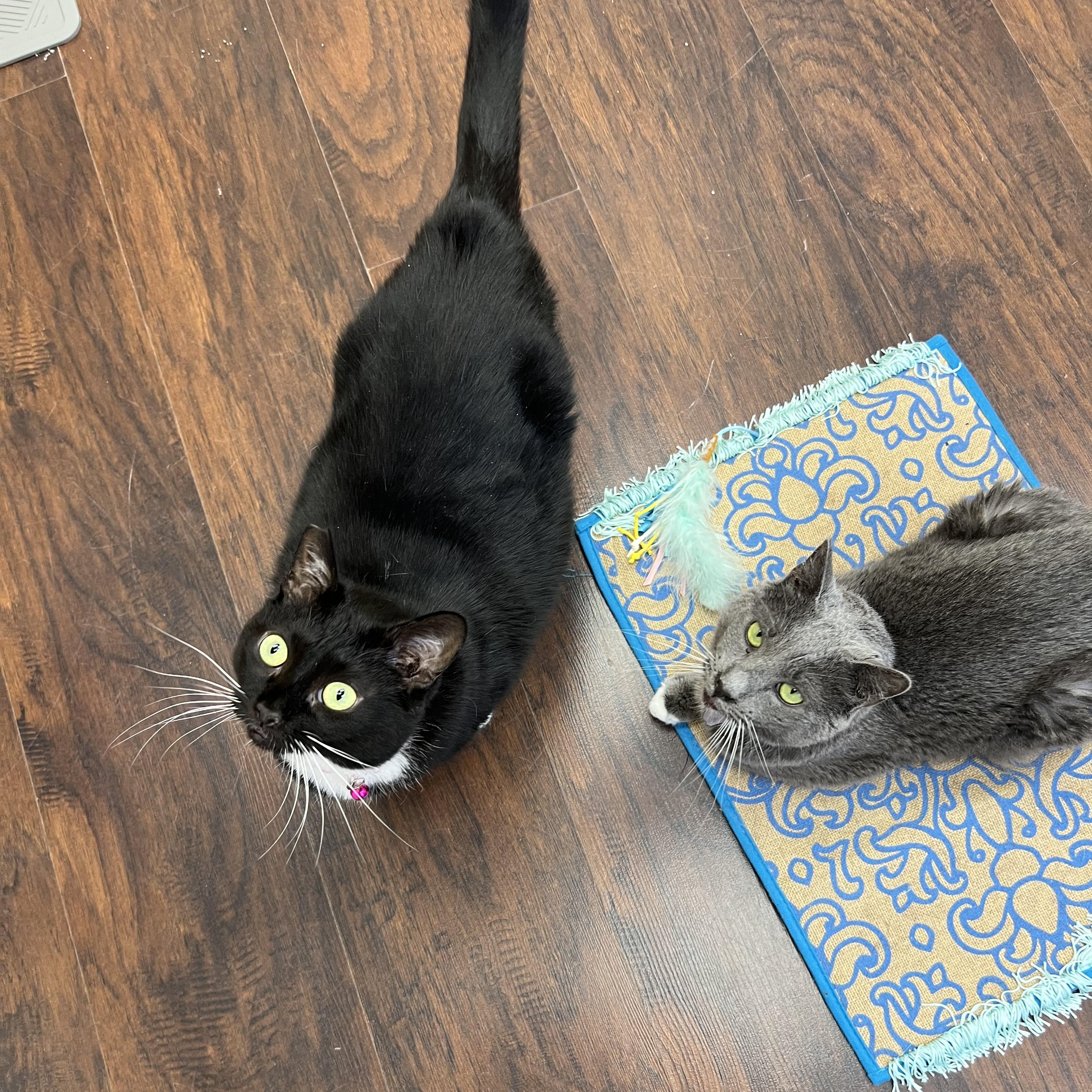 Enlarge Cecelia, a ADOPTABLE Tuxedo in Altoona, PA image 5/5