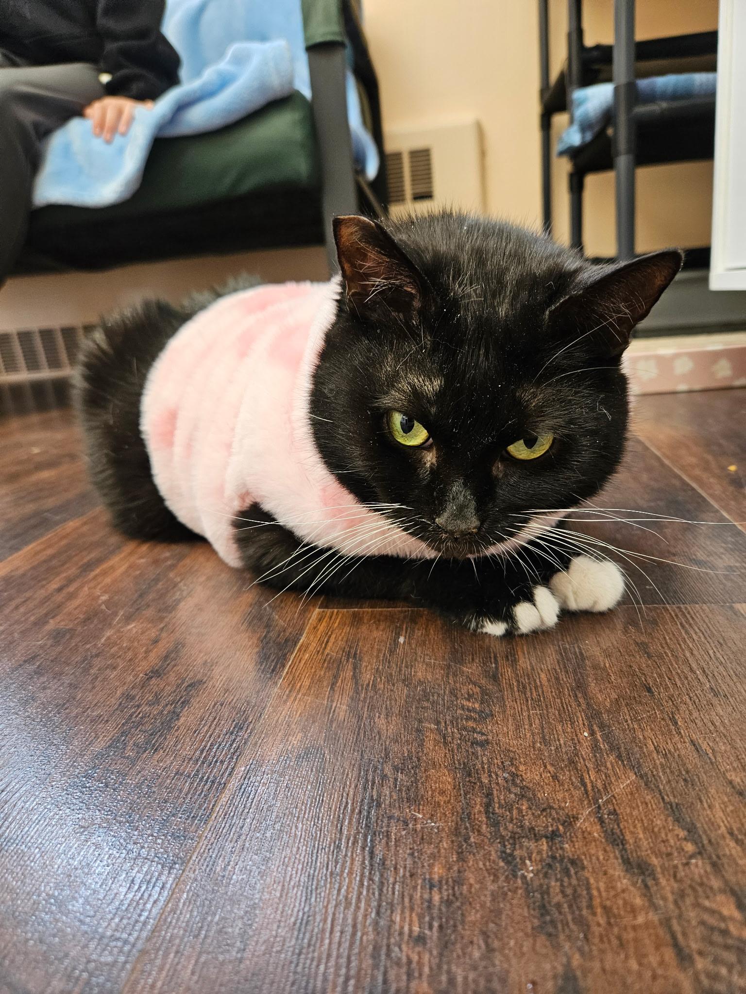 Enlarge Cecelia, a ADOPTABLE Tuxedo in Altoona, PA image 4/5