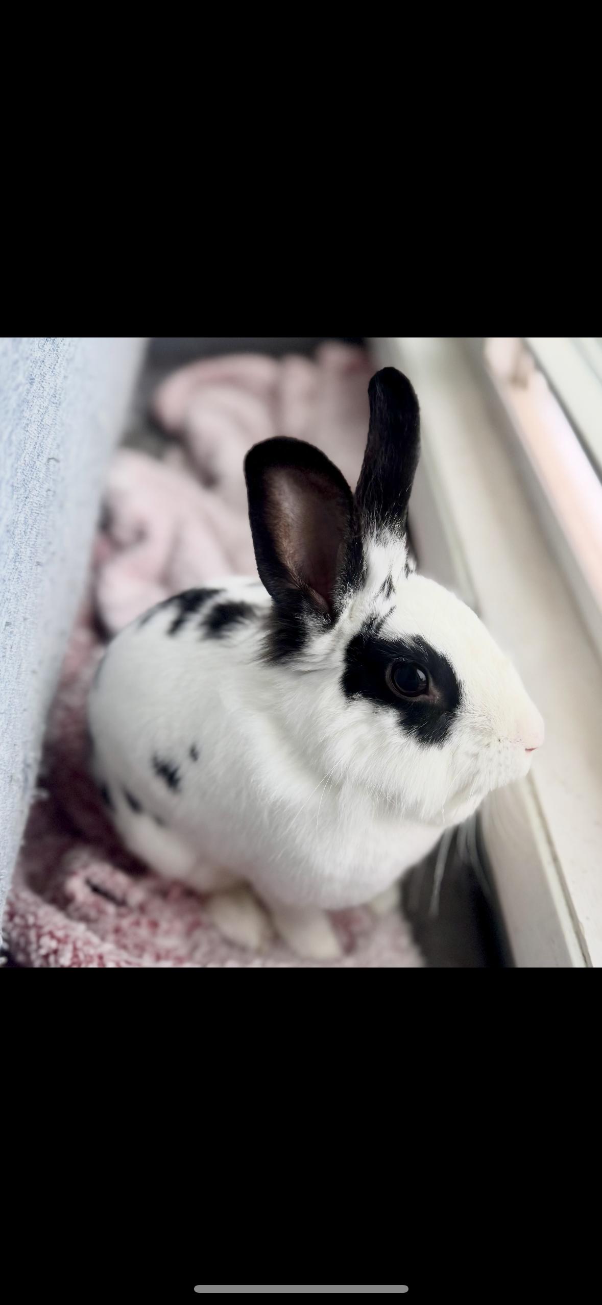 Enlarge Maybelline, a Adoptable Lionhead in Westerville, OH image 1/5