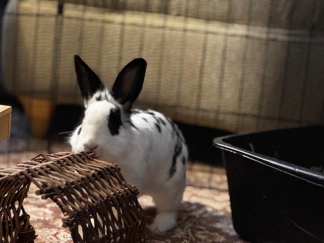 Enlarge Maybelline, a Adoptable Lionhead in Westerville, OH image 2/5