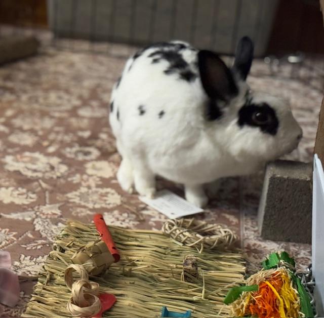 Enlarge Maybelline, a Adoptable Lionhead in Westerville, OH image 3/5