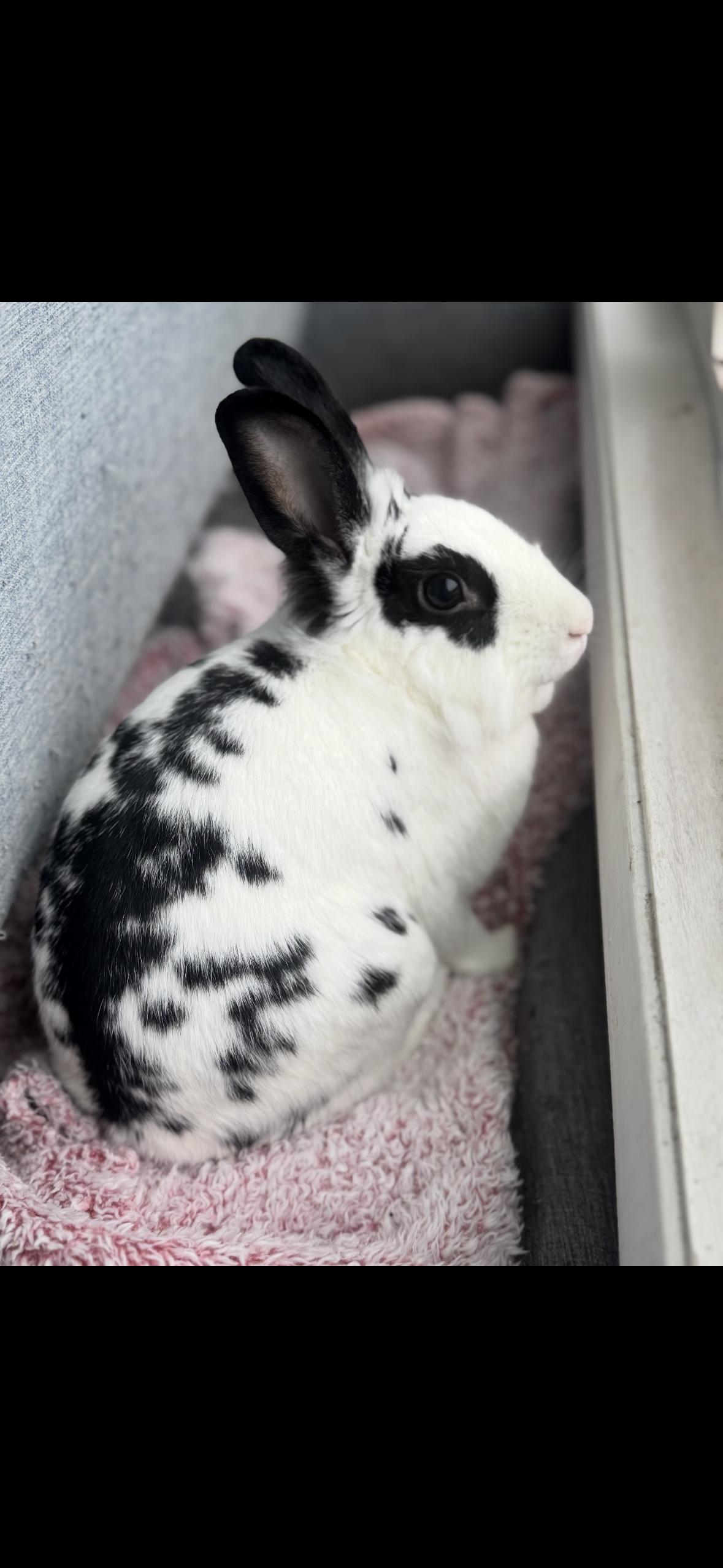 Enlarge Maybelline, a Adoptable Lionhead in Westerville, OH image 4/5