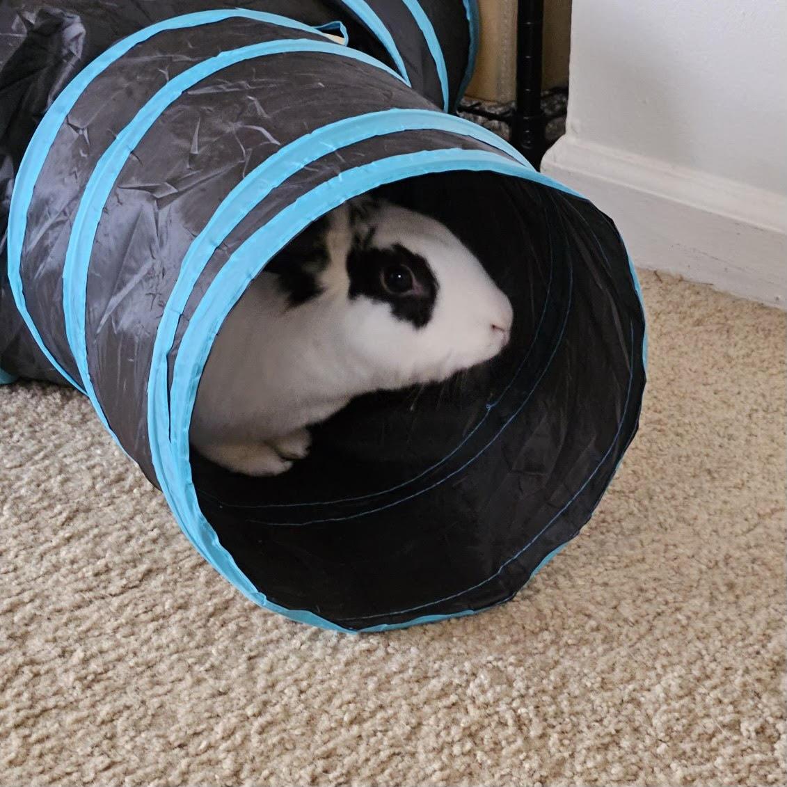 Enlarge Maybelline, a Adoptable Lionhead in Westerville, OH image 5/5