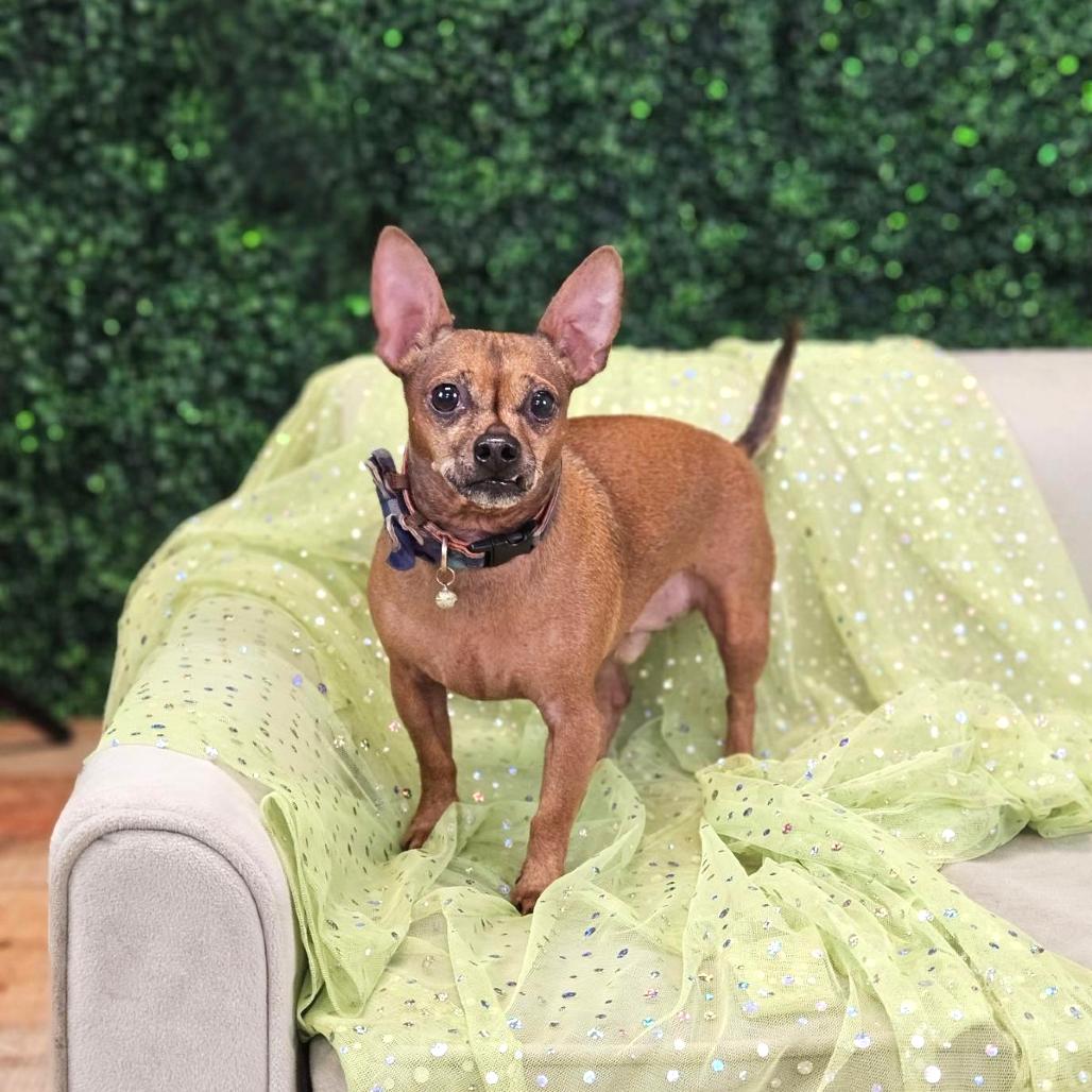 Enlarge Chewie (aka Finn), a Adoptable mixed breed in East Saint Louis, IL image 1/5